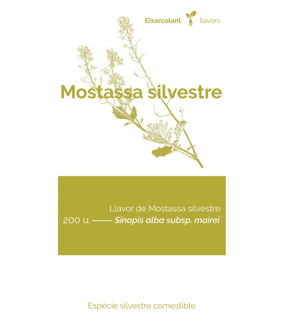 COL·LECTIU EIXARCOLANT. MOSTASSA SILVESTRE (SINAPIS ALBA SUBSP. MAIREI). LLAVORS DE VARIETATS AGRÍCOLES TRADICIONALS 1
