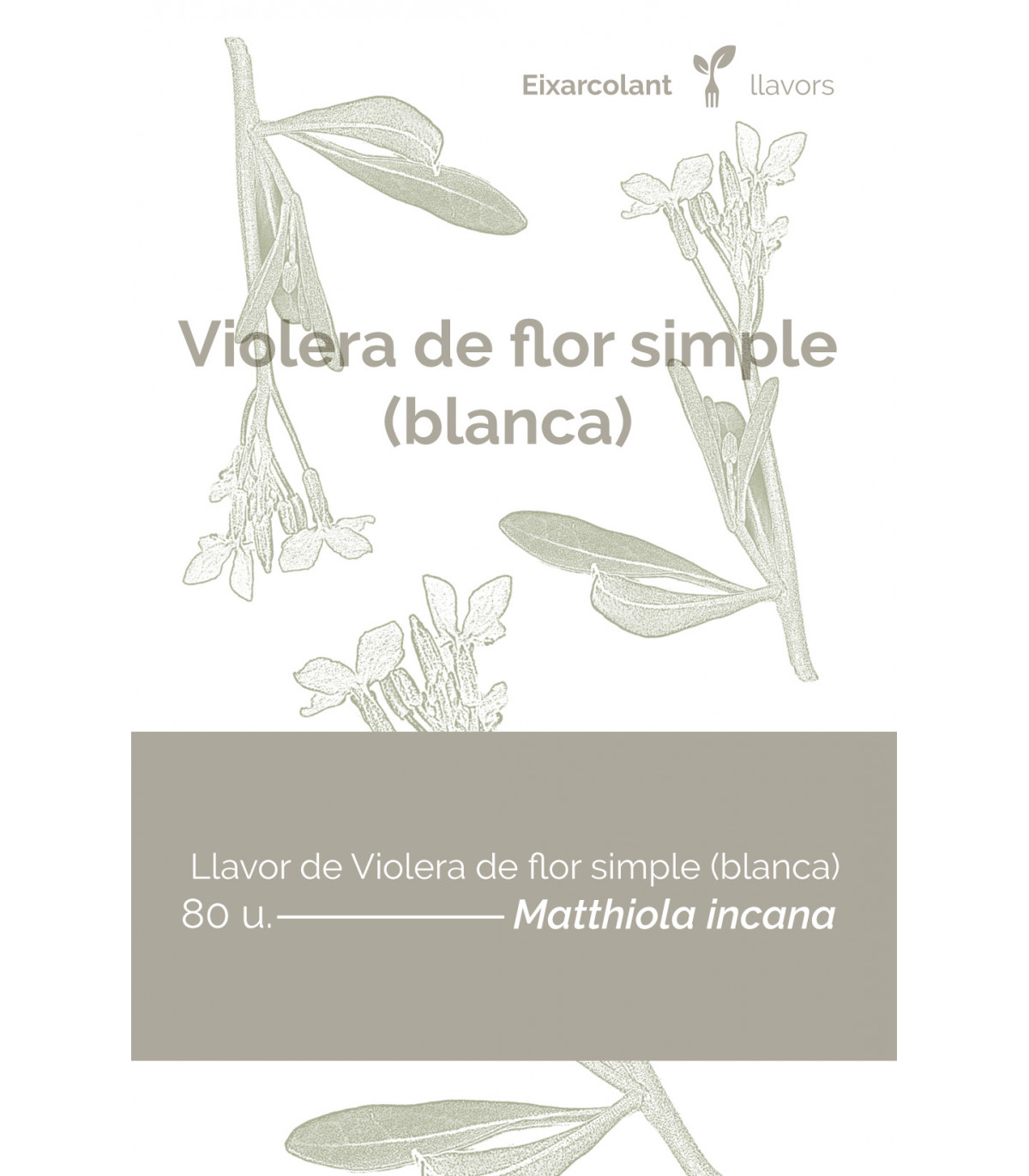 COL·LECTIU EIXARCOLANT. VIOLERA DE FLOR SIMPLE BLANCA (MATTHIOLA INCANA). LLAVORS DE VARIETATS AGRÍCOLES TRADICIONALS 1