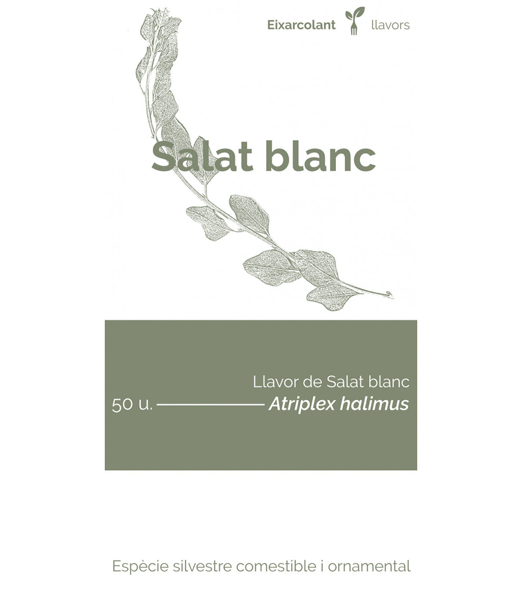 COL·LECTIU EIXARCOLANT. SALAT BLANC (ATRIPLEX HALIMUS). LLAVORS DE VARIETATS AGRÍCOLES TRADICIONALS 1