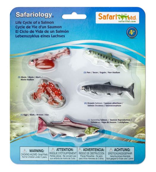 FIGURAS CICLO DE LA VIDA EL SALMÓN 1