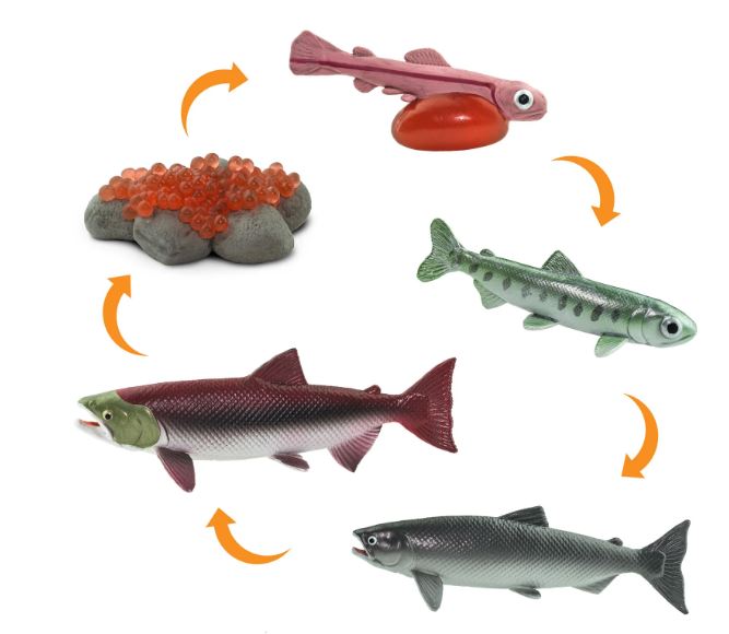 FIGURAS CICLO DE LA VIDA EL SALMÓN 2