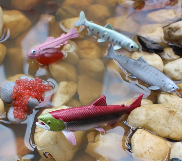 FIGURAS CICLO DE LA VIDA EL SALMÓN 3