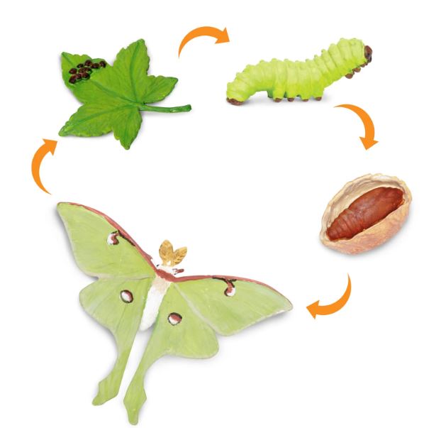 FIGURAS CICLO DE LA VIDA- POLILLA LUNA 2