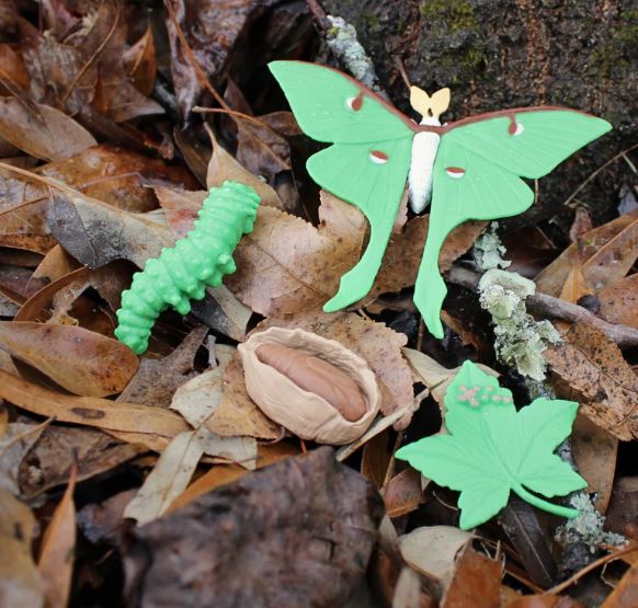 FIGURAS CICLO DE LA VIDA- POLILLA LUNA 3