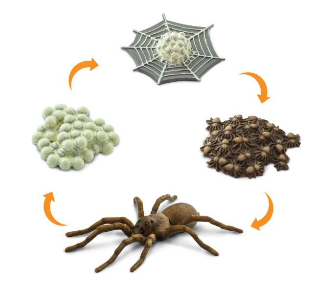 FIGURAS CICLO DE LA VIDA- ARAÑA 2