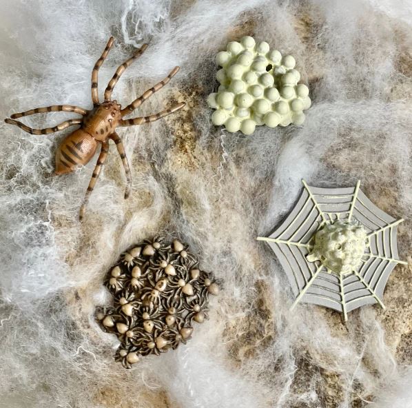 FIGURAS CICLO DE LA VIDA- ARAÑA 3