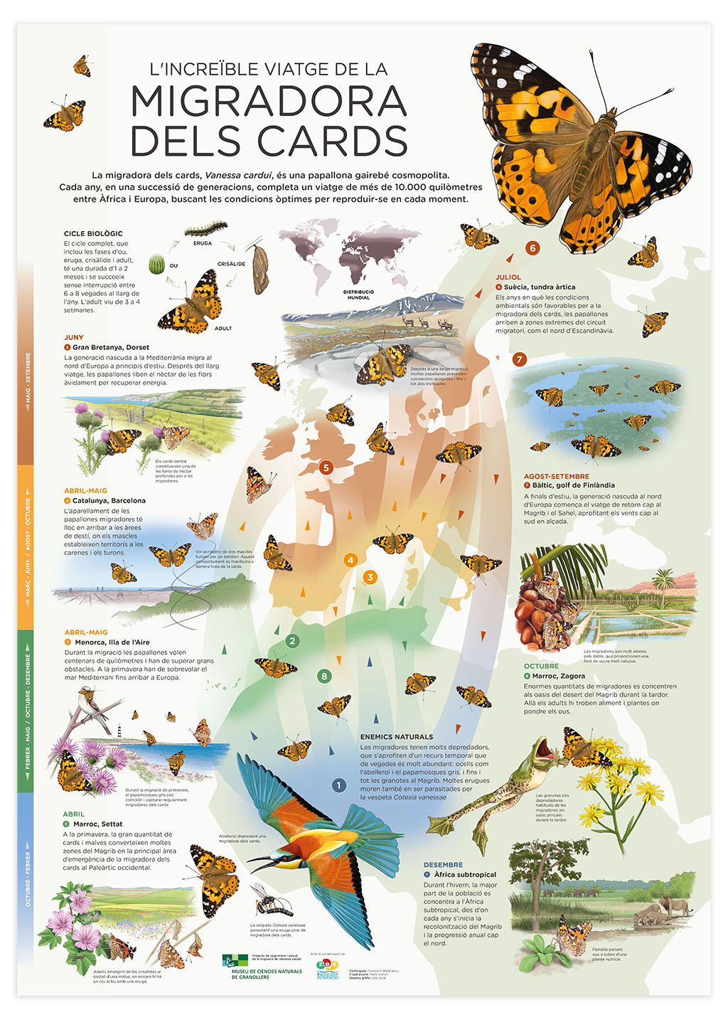 PÓSTER L'INCREÏBLE VIATGE DE LA MIGRADORA DELS CARDS 1