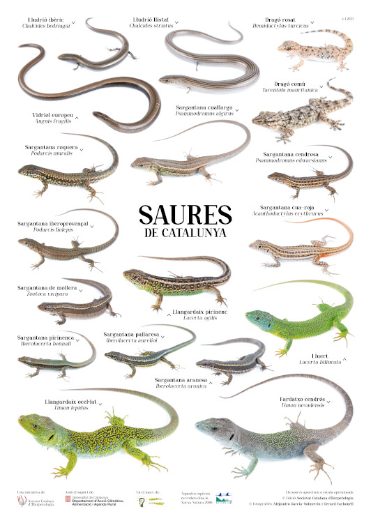 PÓSTER SAURES DE CATALUNYA 1