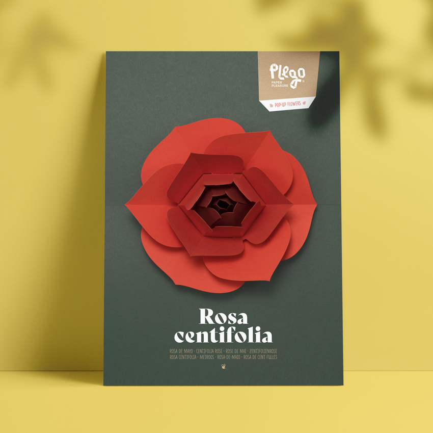 PLEGO POP UP ROSA CENTIFOLIA (ROSA)