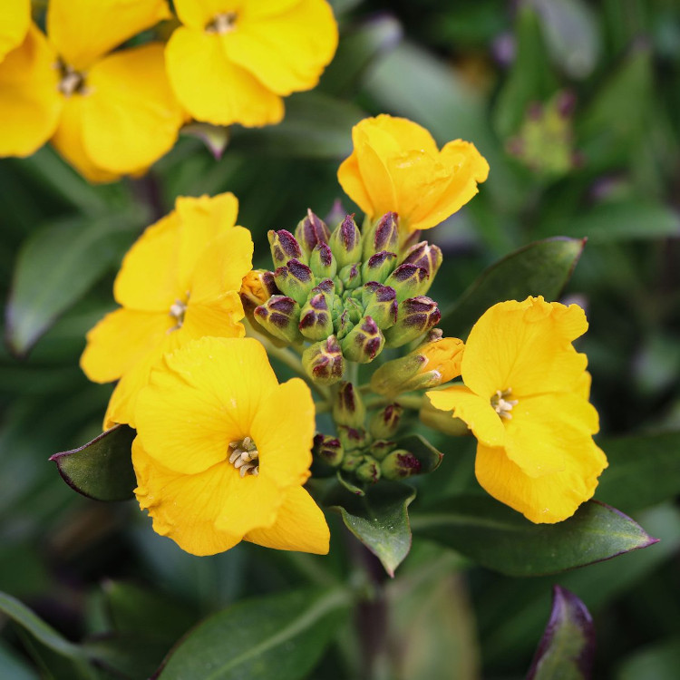 COL·LECTIU EIXARCOLANT. VIOLERA VELLA DE FLOR GROGA (ERYSIMUM CHEIRI). LLAVORS DE VARIETATS AGRÍCOLES TRADICIONALS 2