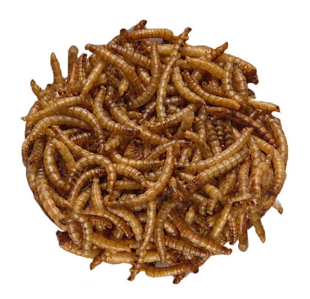 GRANA-MRL-500 LARVAS DE TENEBRIOS DESHIDRATADAS 500G 2