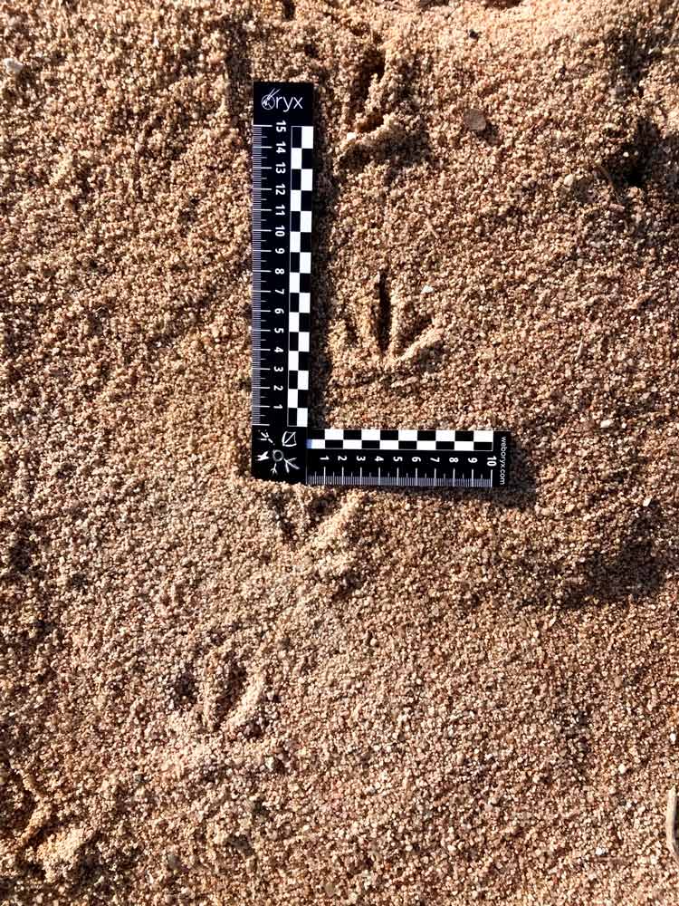 REGLA PARA RASTREO DE FAUNA 5