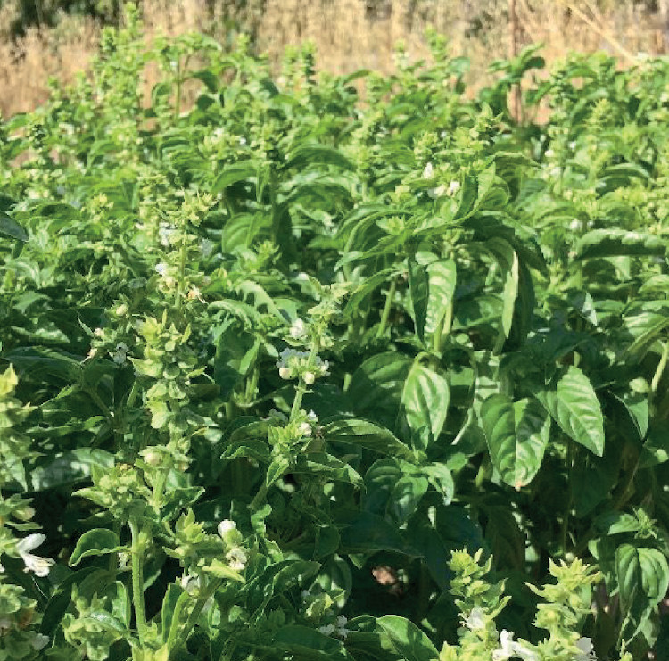 COL·LECTIU EIXARCOLANT. ALFÀBREGA (OCINUM BASILICUM). LLAVORS DE VARIETATS AGRÍCOLES TRADICIONALS 2