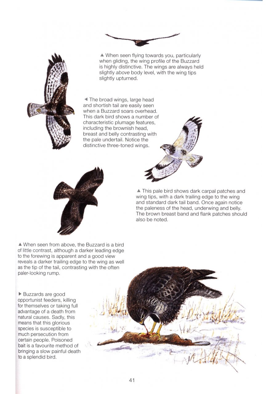 THE COMPLETE GARDEN BIRD BOOK. HOW TO IDENTIFY AND ATTRACT BIRDS TO YOUR GARDEN 2N EDITION 2