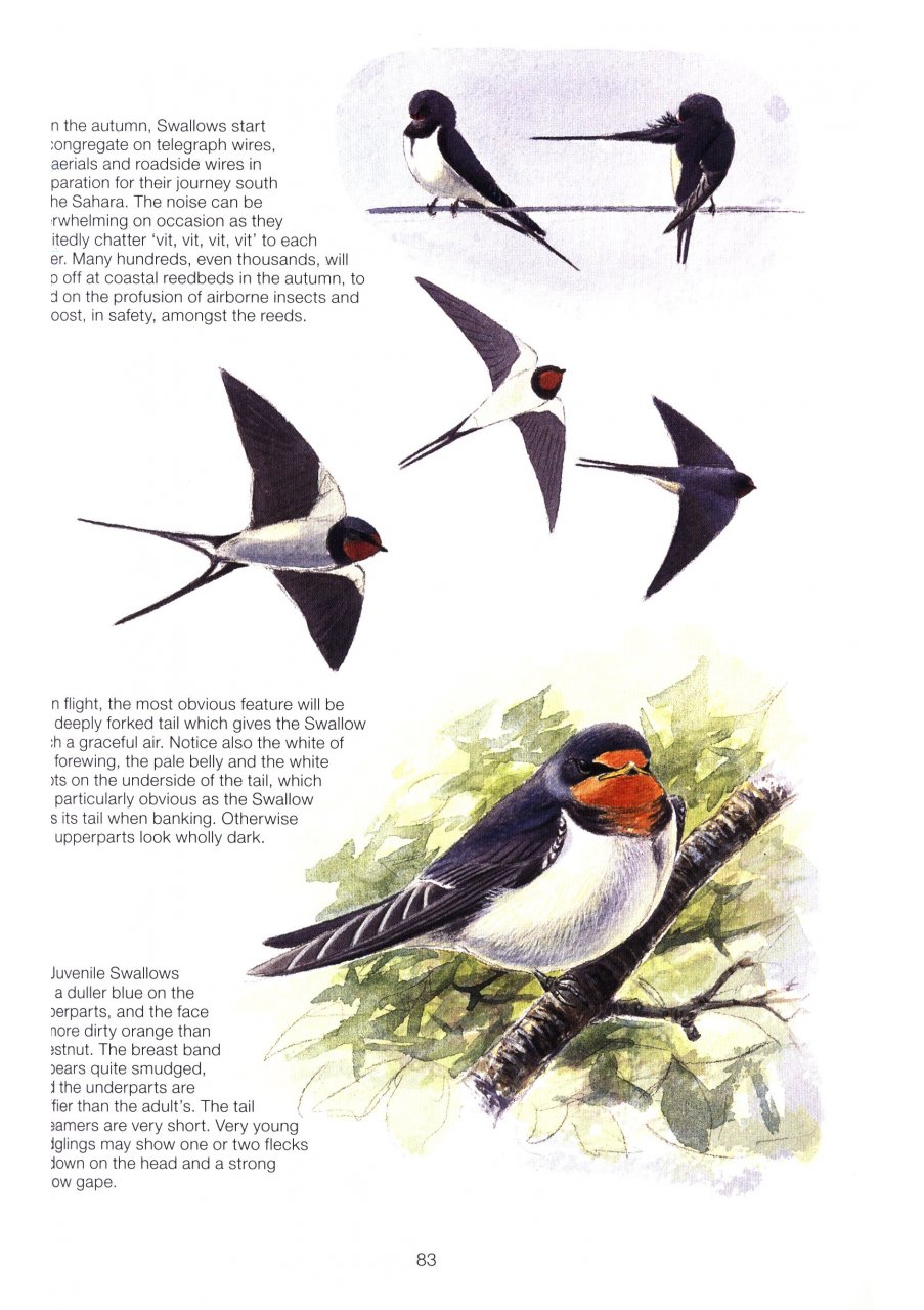 THE COMPLETE GARDEN BIRD BOOK. HOW TO IDENTIFY AND ATTRACT BIRDS TO YOUR GARDEN 2N EDITION 3