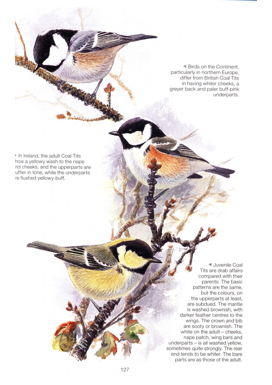 THE COMPLETE GARDEN BIRD BOOK. HOW TO IDENTIFY AND ATTRACT BIRDS TO YOUR GARDEN 2N EDITION 4