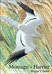MONTAGU'S HARRIER