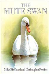 THE MUTE SWAN 1