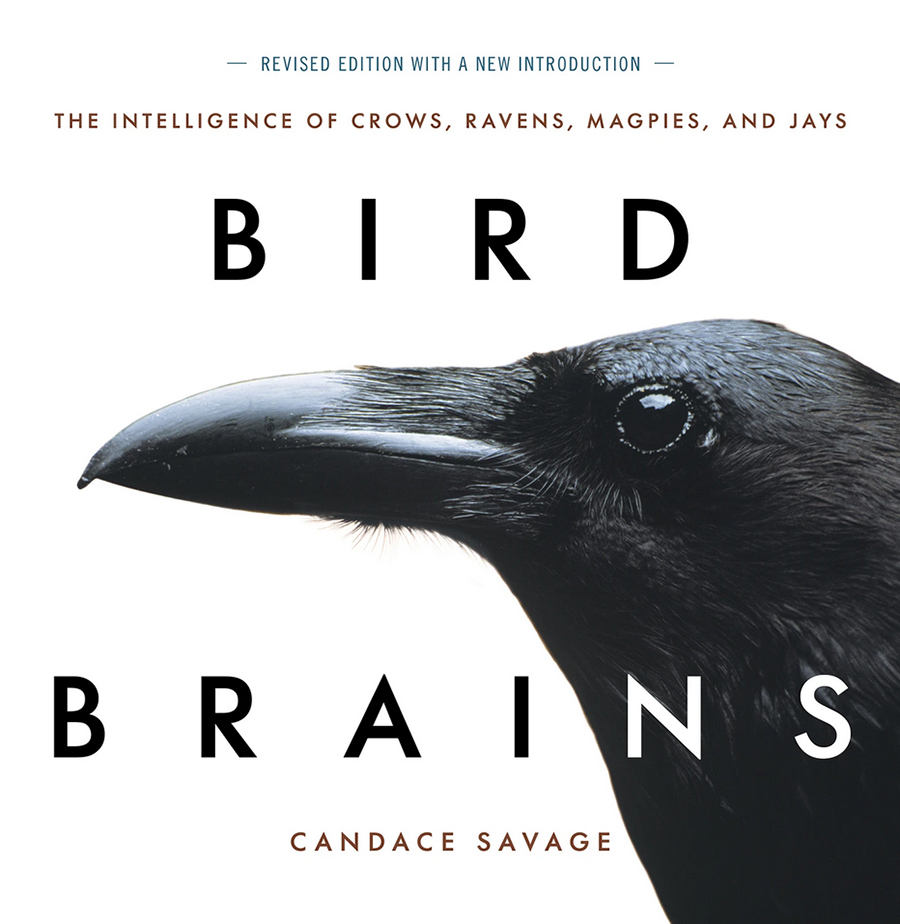 BIRD BRAINS. THE INTELLIGENCE OF CROWS, RAVENS, MAGPIES AND JAYS