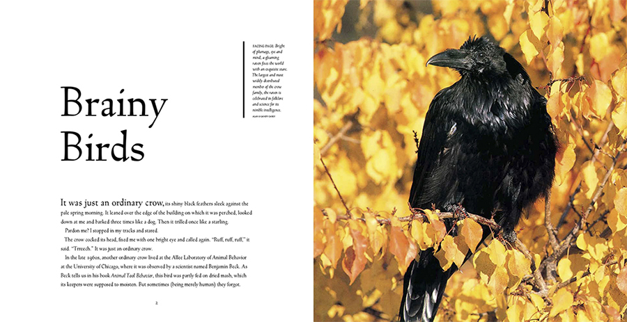 BIRD BRAINS. THE INTELLIGENCE OF CROWS, RAVENS, MAGPIES AND JAYS 2