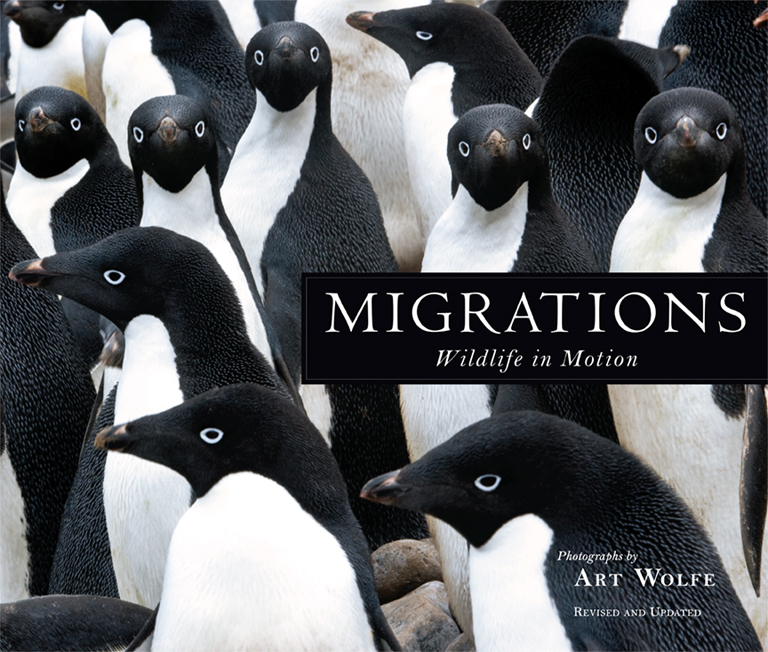MIGRATIONS. WILDLIFE IN MOTION