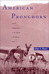 AMERICAN PRONGHORN: SOCIAL ADAPTATIONS & THE GHOSTS OF PREDATORS PAST 1