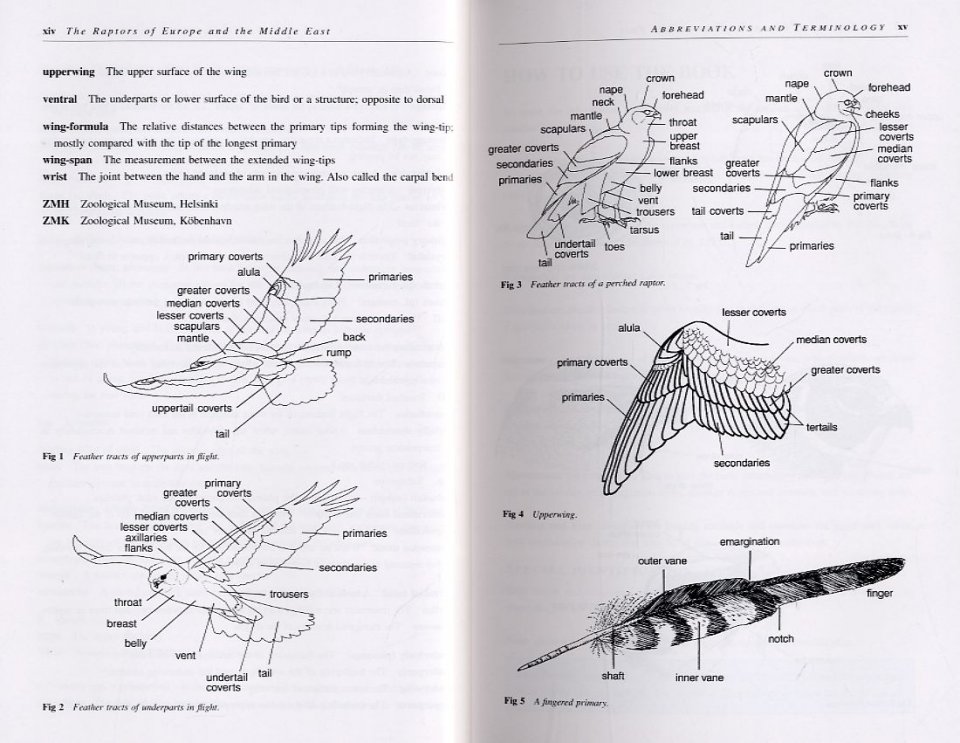 THE RAPTORS OF EUROPE AND THE MIDDLE EAST. A HANDBOOK OF FIELD IDENTIFICATION. 2