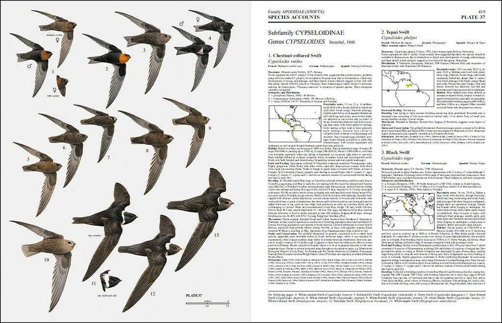 HANDBOOK OF THE BIRDS OF THE WORLD, VOL. 5. BARN-OWLS TO HUMMINGBIRDS 2