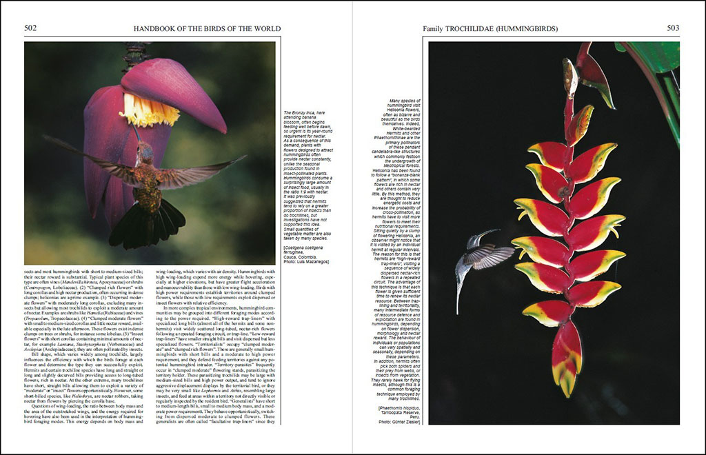HANDBOOK OF THE BIRDS OF THE WORLD, VOL. 5. BARN-OWLS TO HUMMINGBIRDS 4