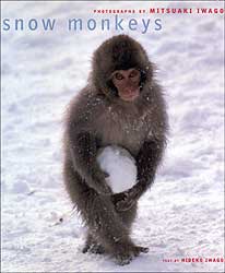 SNOW MONKEYS. PHOTOGRAPHS BY MITSUAKI IWAGO