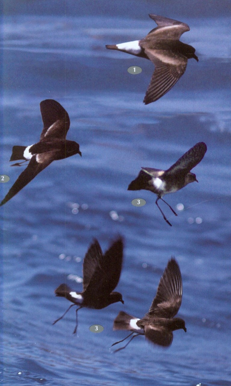 BIRDS, MAMMALS AND REPTILES OF THE GALÁPAGOS ISLANDS                                                                                           3