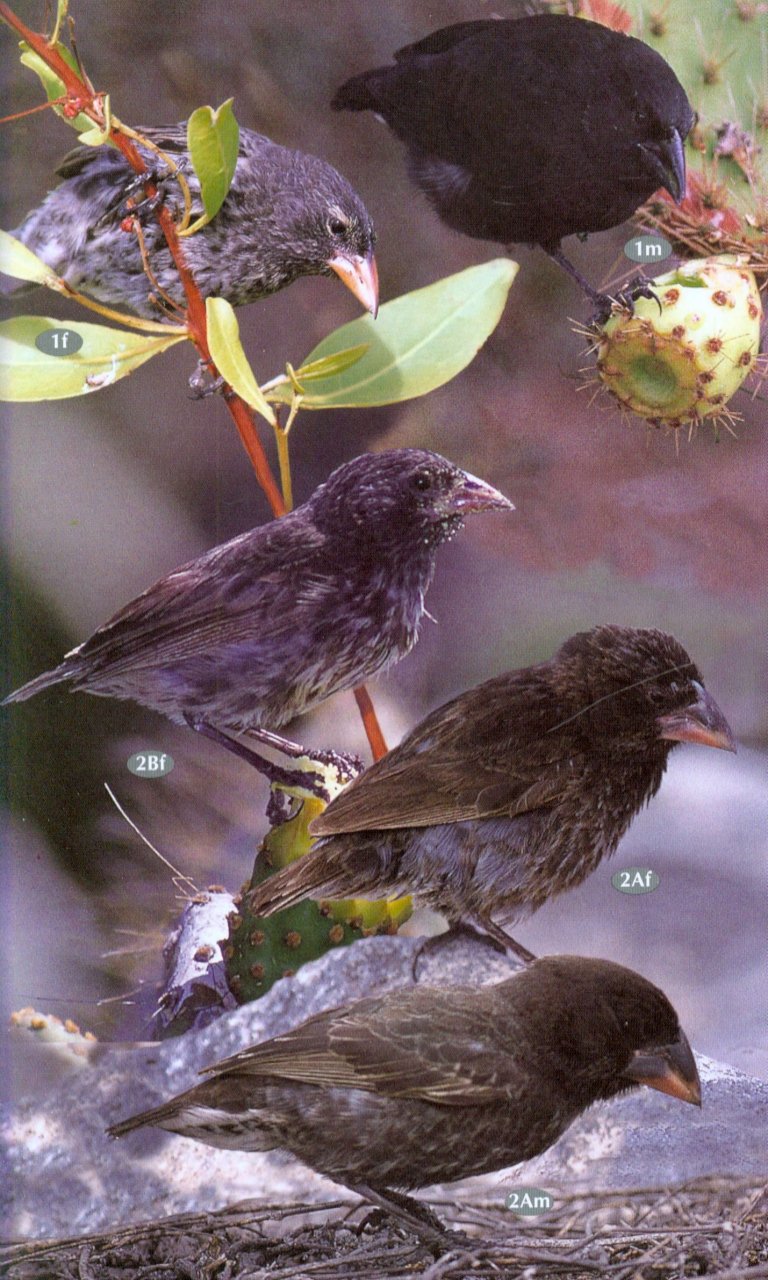 BIRDS, MAMMALS AND REPTILES OF THE GALÁPAGOS ISLANDS                                                                                           4