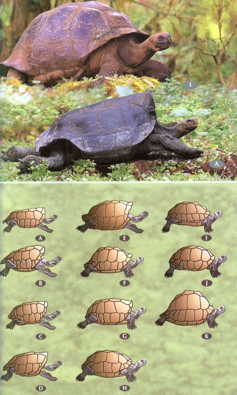 BIRDS, MAMMALS AND REPTILES OF THE GALÁPAGOS ISLANDS                                                                                           5