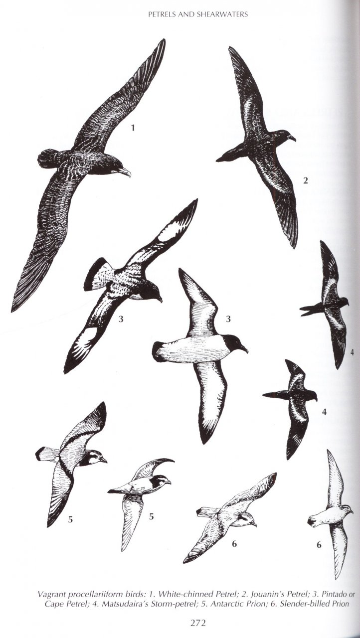 HELM FIELD GUIDES. BIRDS OF KENYA AND NORTHERN TANZANIA 2