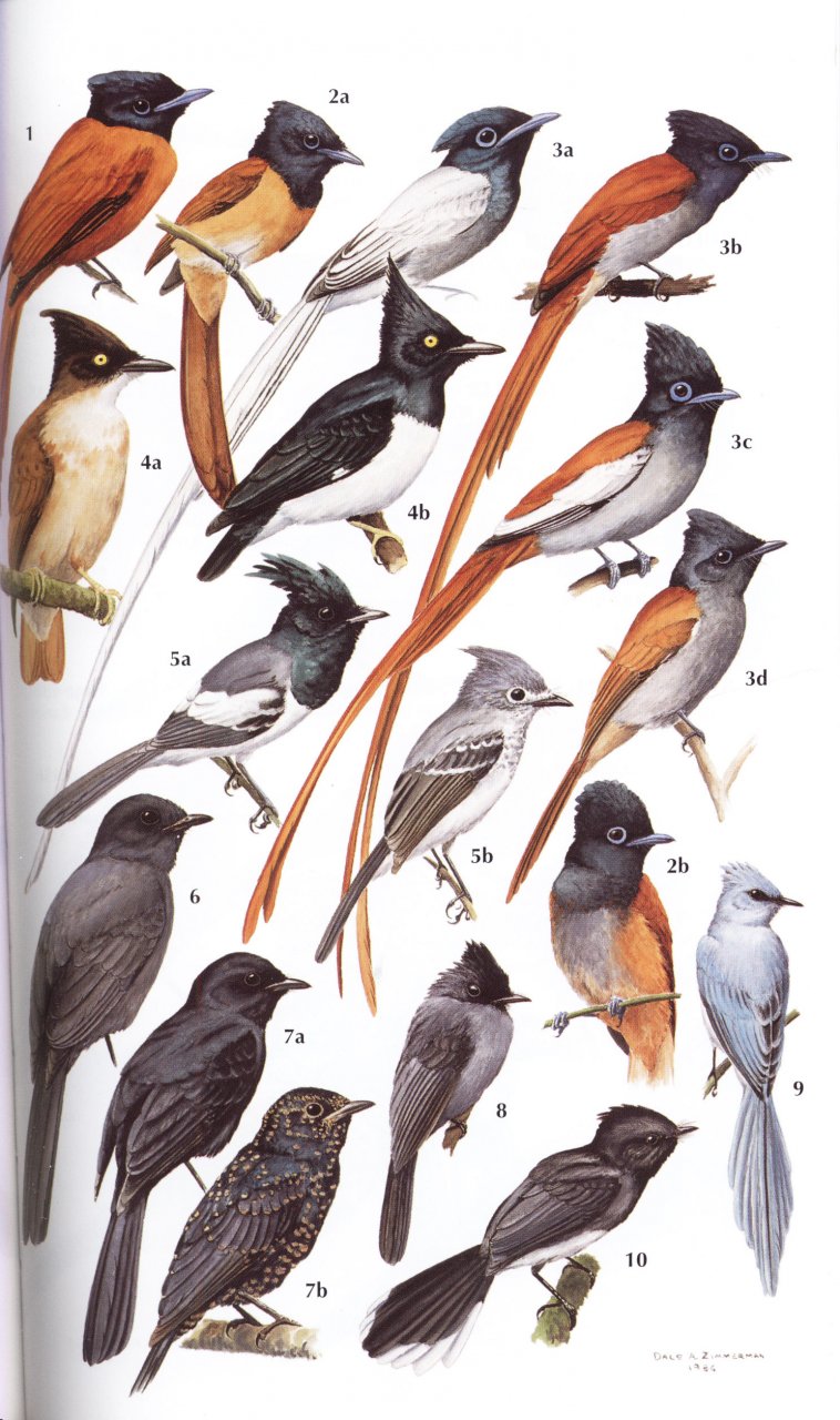 HELM FIELD GUIDES. BIRDS OF KENYA AND NORTHERN TANZANIA 3