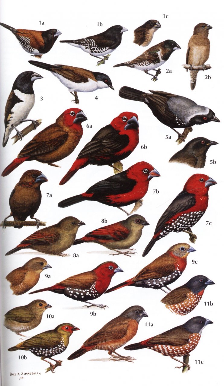 HELM FIELD GUIDES. BIRDS OF KENYA AND NORTHERN TANZANIA 4