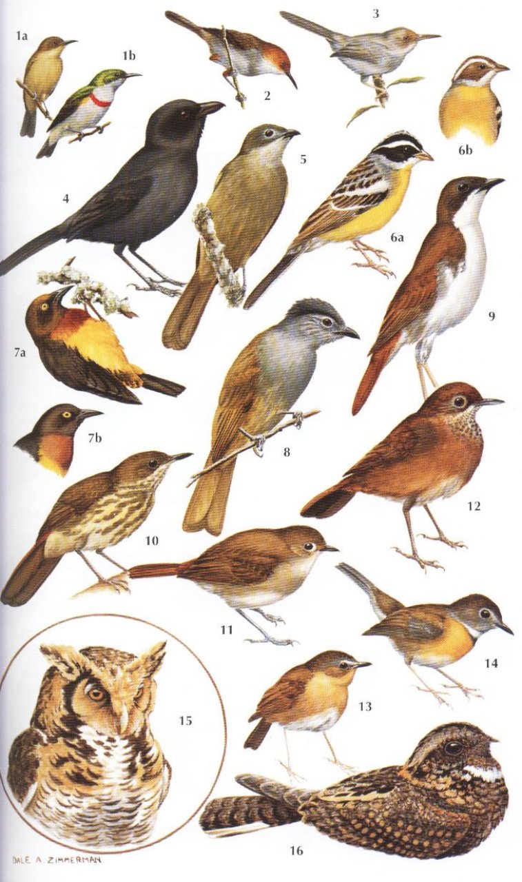 HELM FIELD GUIDES. BIRDS OF KENYA AND NORTHERN TANZANIA 5