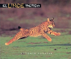 EL LINCE IBERICO 1