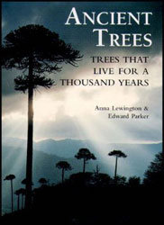 ANCIENT TREES. TREES THAT LIVE FOR 1.000 YEARS