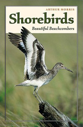 BEAUTIFUL BEACHCOMBERS SHOREBIRDS