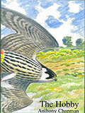 THE HOBBY