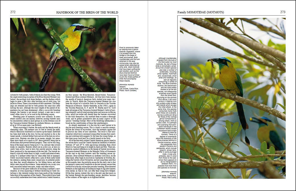 HANDBOOK OF THE BIRDS OF THE WORLD, VOL. 6. MOUSEBIRDS TO HORNBILLS 3