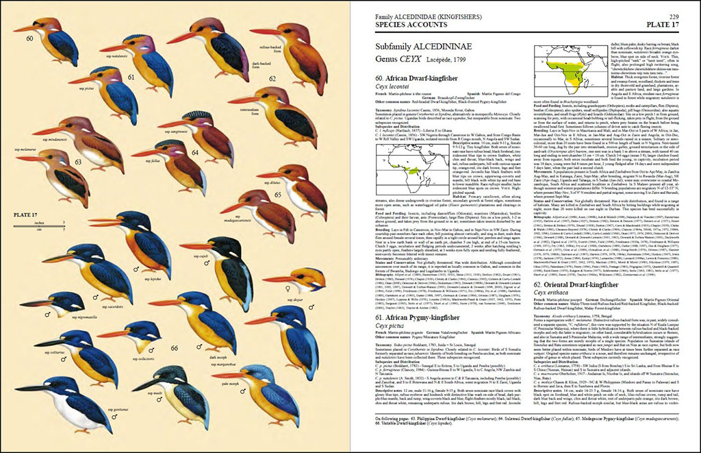 HANDBOOK OF THE BIRDS OF THE WORLD, VOL. 6. MOUSEBIRDS TO HORNBILLS 4