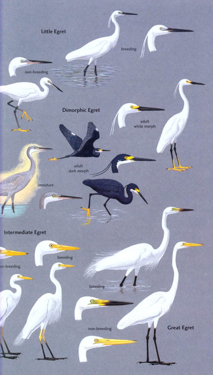 HELM FIELD GUIDES. BIRDS OF SEYCHELLES 2