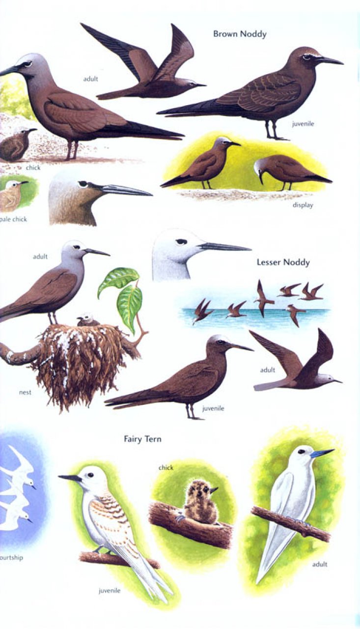 HELM FIELD GUIDES. BIRDS OF SEYCHELLES 3