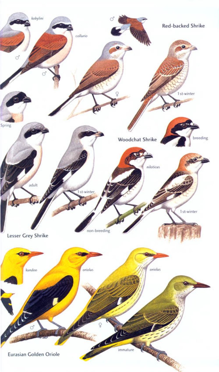 HELM FIELD GUIDES. BIRDS OF SEYCHELLES 4