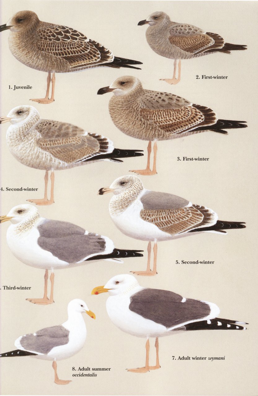 HELM IDENTIFICATION GUIDES. GULLS OF EUROPE, ASIA & NORTH AMERICA 3