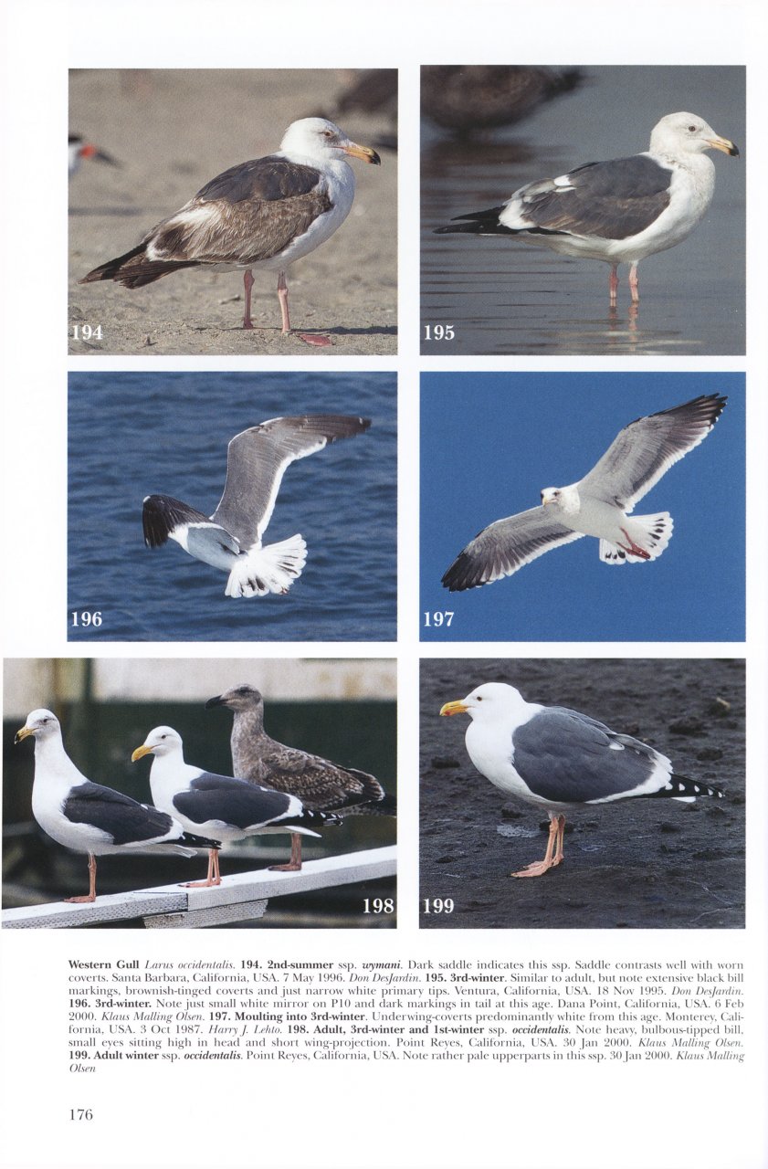 HELM IDENTIFICATION GUIDES. GULLS OF EUROPE, ASIA & NORTH AMERICA 4