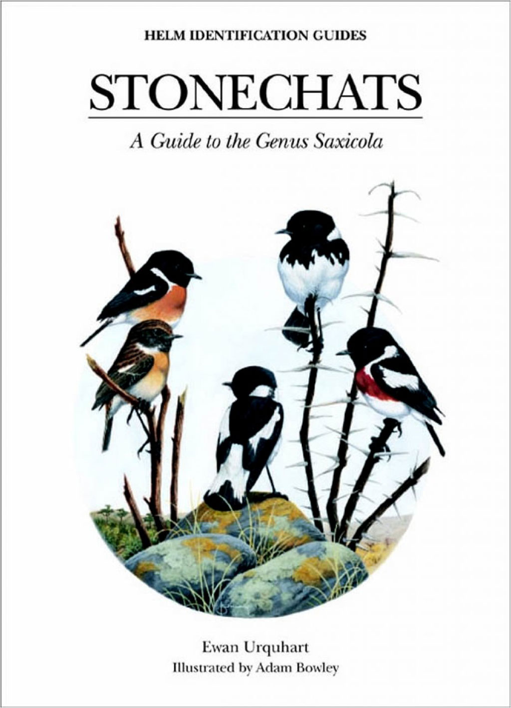 HELM IDENTIFICATION GUIDES. STONECHATS