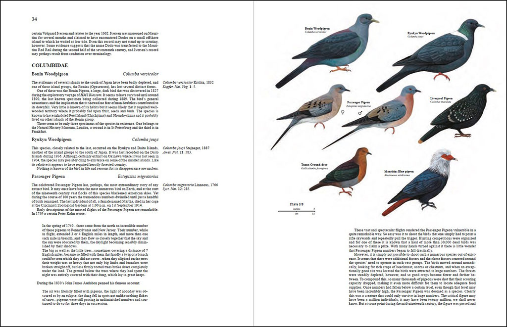 HANDBOOK OF THE BIRDS OF THE WORLD, VOL. 7. JACAMARS TO WOODPECKERS 4